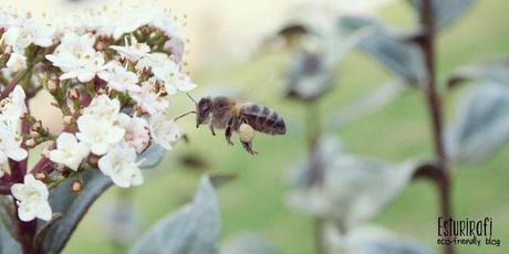 Salvemos a las abejas - Esturirafi