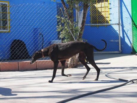 CARA, ACOGIDA URGENTE O ADOPCIÓN.