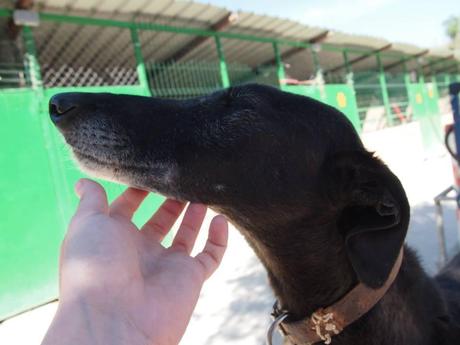 CARA, ACOGIDA URGENTE O ADOPCIÓN.