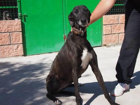 CARA, ACOGIDA URGENTE O ADOPCIÓN.