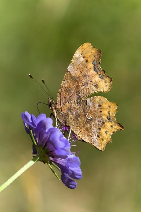 Para ampliar Polygonia c-album (Linnaeus, 1758) hacer clic