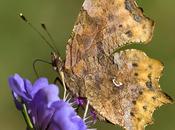 Polygonia c-album (Linnaeus, 1758)