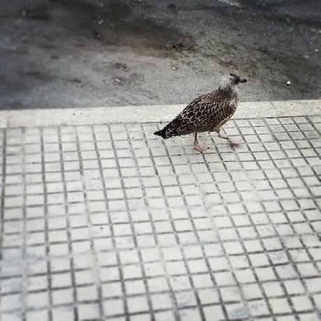 ¿Y qué estaba pasando en los últimos días de julio? De paseo. #birds #coruña
