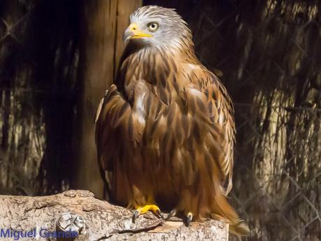 GREFA UN DIA INOLVIDABLE-ACTUAR,FORMAR E INFORMAR