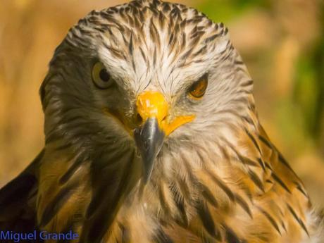 GREFA UN DIA INOLVIDABLE-ACTUAR,FORMAR E INFORMAR