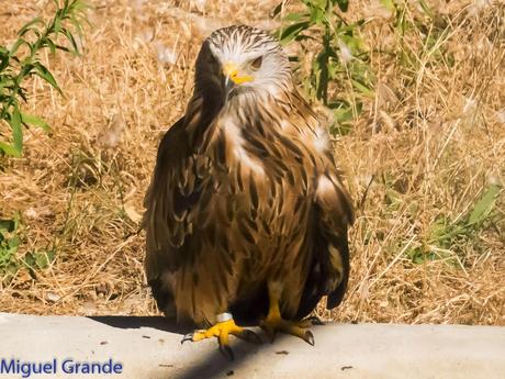 GREFA UN DIA INOLVIDABLE-ACTUAR,FORMAR E INFORMAR