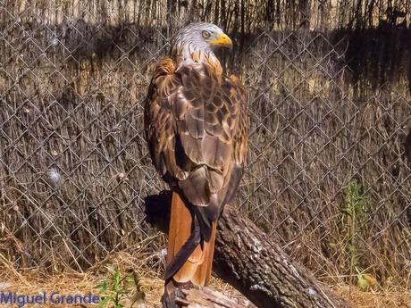 GREFA UN DIA INOLVIDABLE-ACTUAR,FORMAR E INFORMAR