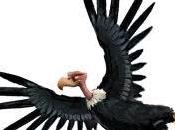 proposito fondos buitres.