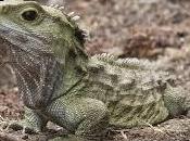 tuátera, reptil tres ojos