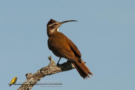 Chinchero grande (Scimitar-billed Woodcreeper) Drymornis bridgesii