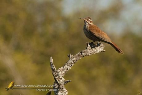 Chinchero grande (Scimitar-billed Woodcreeper) Drymornis bridgesii