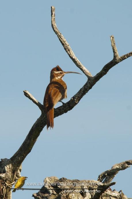 Chinchero grande (Scimitar-billed Woodcreeper) Drymornis bridgesii