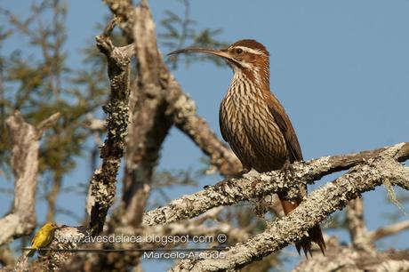Chinchero grande (Scimitar-billed Woodcreeper) Drymornis bridgesiiChinchero grande (Scimitar-billed Woodcreeper) Drymornis bridgesii