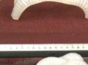 Flexibles pequeños biomiméticos: robots futuro