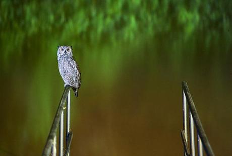 el buho mas grande de sudamerica