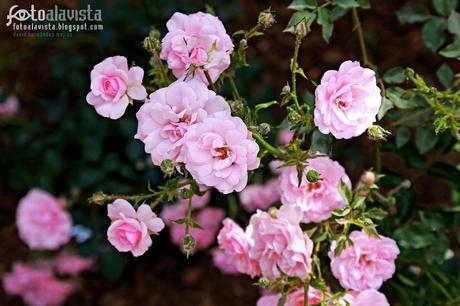 Rosas rosae rosas. Fotografía creativa - Fotografía decorativa