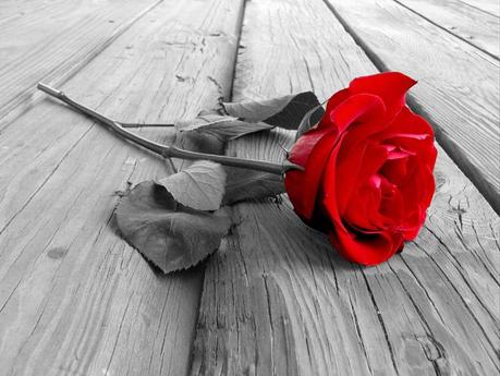 postal-de-amor-rosa-roja