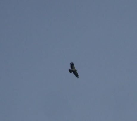 Un aguililla calzada