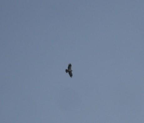 Un aguililla calzada