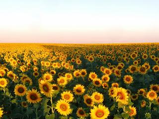 GIRASOLES EN ROLLÁN, cantados por Argimiro de la Nava