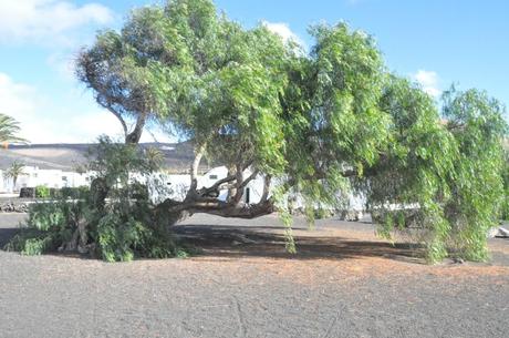  photo DSC_0380_zpse6562942.jpg