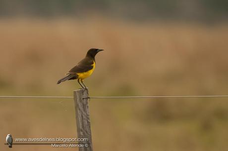 Pecho amarillo grande (Yellow-rumped Marshbird) Pseudoleistes guirahuro