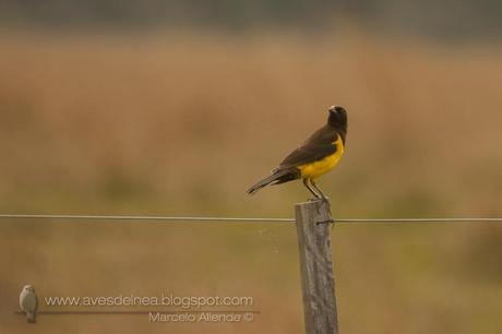 Pecho amarillo grande (Yellow-rumped Marshbird) Pseudoleistes guirahuro