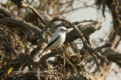 Monjita blanca (White Monjita) Xolmis irupero