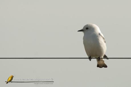 Monjita blanca (White Monjita) Xolmis irupero