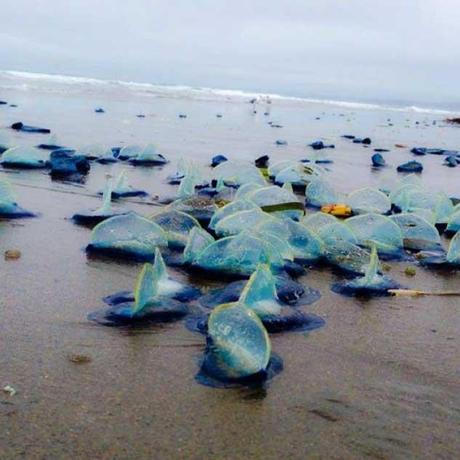 Velella velella en California