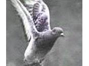 contestación "inglesa" mails