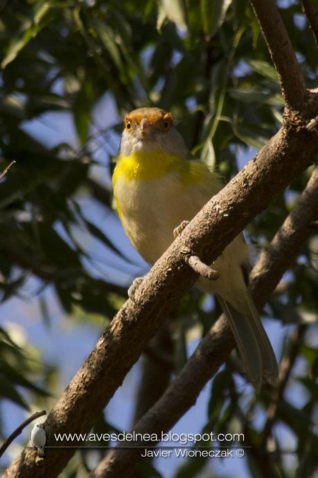 Juan chiviro (Rufous-browed Peppershirke) Cyclarhis gujanensis