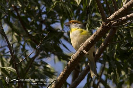 Juan chiviro (Rufous-browed Peppershirke) Cyclarhis gujanensis