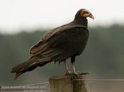 Jote cabeza amarilla (Lesser yellow-headed Vulture) Cathartes burrovianus