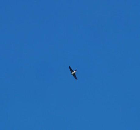 Aviones comunes en paso