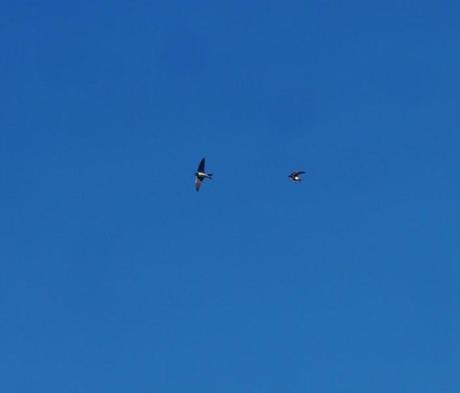 Aviones comunes en paso