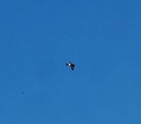 Aviones comunes en paso