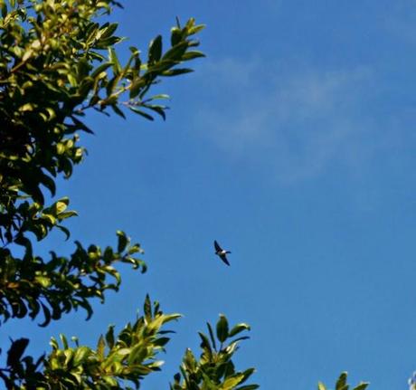 Aviones comunes en paso