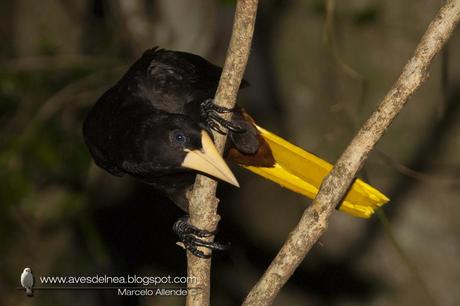 Yapú (Crested Oropendola) Psarocolius decumanus