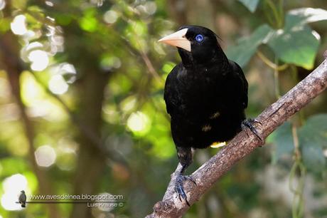Yapú (Crested Oropendola) Psarocolius decumanus