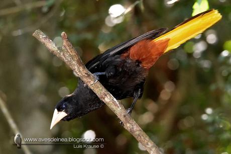 Yapú (Crested Oropendola) Psarocolius decumanus