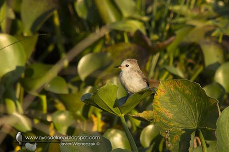 Lavandera (White-headed marsh-Tyrant) Arundinicola leucocephala