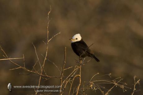 Lavandera (White-headed marsh-Tyrant) Arundinicola leucocephala