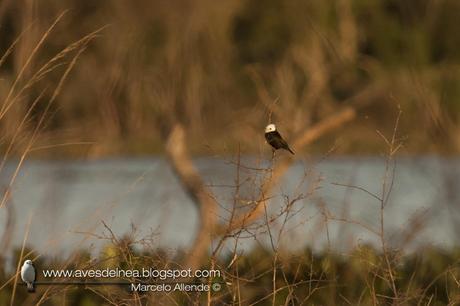 Lavandera (White-headed marsh-Tyrant) Arundinicola leucocephala