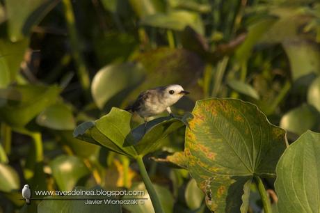 Lavandera (White-headed marsh-Tyrant) Arundinicola leucocephala