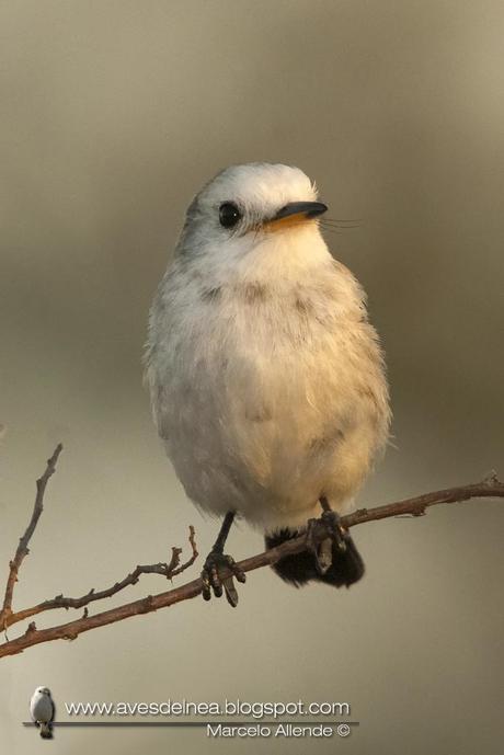 Lavandera (White-headed marsh-Tyrant) Arundinicola leucocephala