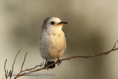 Lavandera (White-headed marsh-Tyrant) Arundinicola leucocephala