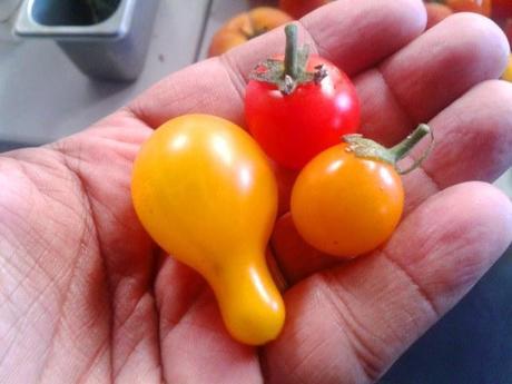 Diferentes tipos de tomates de Eden Organic Vegetables