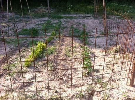 EL HUERTO BEGONATUR!!!