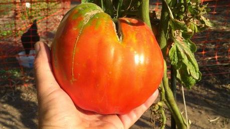 SUPERADO POR 2ª VEZ EN 2014, EL RECORD DE PESO DE UN TOMATE